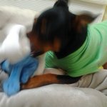 라지핀 <b>치카</b>)2탄!  주걱턱 개&amp;스머프 사망기