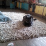 ♥귀염터지는 우리집 뚱냥이들♥ (크고 아름다움 주의...)