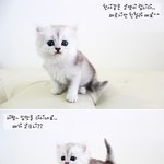 나처럼 예쁜 고양이 주인은 행복할끄야~~ 진짜루 무료<b>분양</b>인데..ㅎㅎ