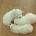 사진+++추가+++수술후기  <b>항문</b>없이태어난지 10일된 아기강아지를...