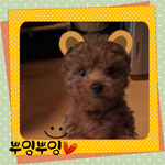 사진有)표정연기 예술!! 연기자뺨치는 강아지 ^*^