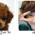 <b>동물</b>과 닮은꼴인 남자 아이돌들