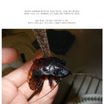 (펌) 바퀴벌레 시식기