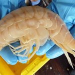 ★★★바퀴벌레 = <b>새우</b>★★★