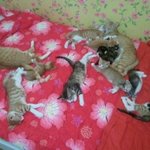 십이마리다냥)) 열두마리냥은 북적북적합니다 :<b>d</b>