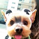 <b>귀가</b> 4개인 우리강아지 꼼이