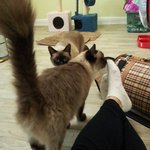 탁묘중인 고양이 두마리