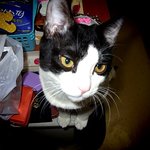 우리집 뚱스 두마리의 냥이들