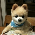 강쥐 종류좀 알켜주<b>세영</b>