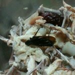 ★수정★[사진有] ※혐오주의!※ 삼계탕을 시켰더니 덤으로 온..