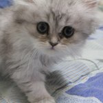 ☆★☆★☆★!!깨<b>칼</b>곰꿈꿀  오남매!!☆★☆★☆★