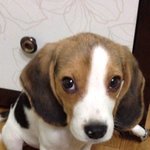 ★<b>원주</b>태장2동주공아파트근처에서강아지를찾고있습니다★