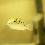 최초? 기요미 <b>초록</b>복어 판!