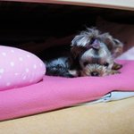 기욤터지는 우리강아지 <b>봄</b>이 ♥♥