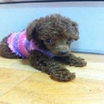 우리<b>집</b> 귀요미 똘이 ~,~