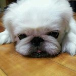 ♡(제5탄)수원댁 페키니즈 랑군이야기♡