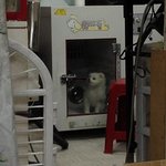 3탄))多★사진大방출★ 잊지 않으셨죠..? '포메' 레옹이^^