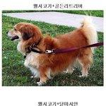 <b>개도</b> 부모를 잘 만나야 상팔자