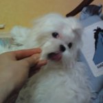 내 새끼들♡ 우리누리느리르리<b>루리</b>므리를 소개합니다!개그짤 추가★★