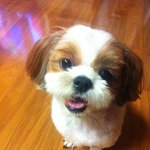 안녕 난 대한민국 1% 코가 오똑한 시츄 <b>심바</b>라고해