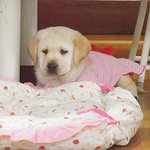 ★몸값만 150인 우리집 돼지개느님 소개 ★(추가)