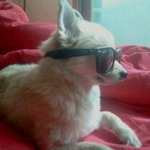 (포메) <b>엘라</b>n루피소개하겠음