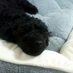 블랙푸들이예요~