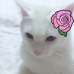 우리집 뚱띠고양씨와홀쮹고양씨를 소개합니다아~