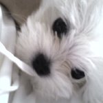 ★(사진有,동영상有)발라드 가수 뺨치는 노래의 달인 울집 강아지★