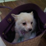 강아지 입양 했습니다ㅎ3ㅎ