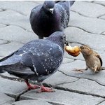 니가 빵셔틀의 <b>비애</b>를 아냐??