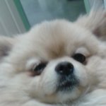 ★☆★☆ 포메라니안 <b>설탕</b>이 <b>설탕</b>탕탕탕 ★☆★☆