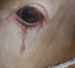 <b>동물</b>을 죽이는 쉬운 방법