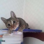 ＃수정판(<b>귀염</b>有) 딸부잣집 막둥이 길냥이를 소개합니당!!!!(<b>귀염</b>有)