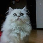우리집막내 (냥이)들을 소개하겠음~~