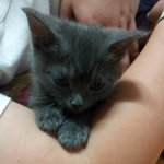 겁나 뚱뚱한 우리 고양이 ★<b>카노</b>★를 소개합니다ㅎ