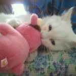 ☆★우리집 상전 <b>타미</b>★☆ 사진有