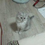 페르시안 친칠라 <b>분양</b>합니다