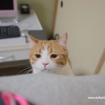 ★유봉이앙<b>즈</b>15판★ 유봉이 표정 특집^^