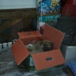 우리집 해피<b>바이러스</b>인 진돌이를 소개합니다^^