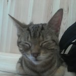 (극귀염주의) 전주 고양이 카페 다녀오다.