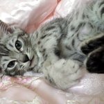 수색 군묘 귀욤귀욤 쟈칼 고양이