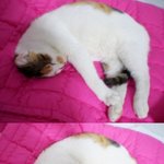 우리집 돼지고양이 보리를 소개합니당^.^