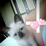 허리만쭉쭉길어지는 우리냥이