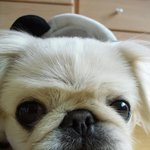 ★★(사진有)우리집귀염담당 페키니즈 <b>짱아</b>를 소개함니당★★