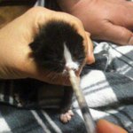 ★★눈도못뜬고양이살렸어요★★