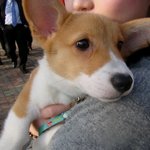 <b>웰시</b>코기 힐링판!