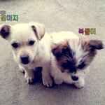 ★★아지와<b>복돌</b>이★★사진有★★우리집강아지는복슬강아지학교갔다돌아오면멍멍멍~♬