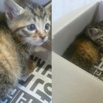 <b>생후</b>1개월된 아기고양이를 주웠어요