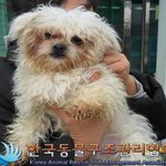유기견 출신 우리 훈이 첫번째 생일이야기...